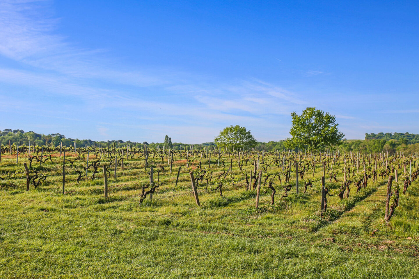 vignes du berneuilh, entre deux mers, vignoble, atelier oenotourisme